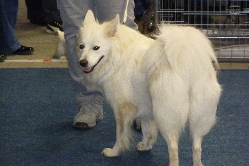 CACIB Giessen 2010 11