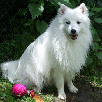 WiedemannJapanSpitzBalto1Jahr